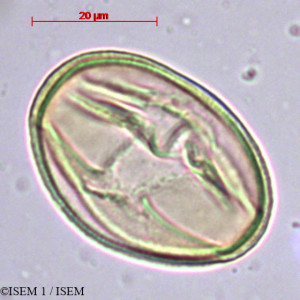Halesia monticola - lame n° 29379